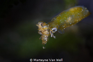 A lucky shot of a pygmy squid having caught a shrimp. Tak... by Marteyne Van Well 